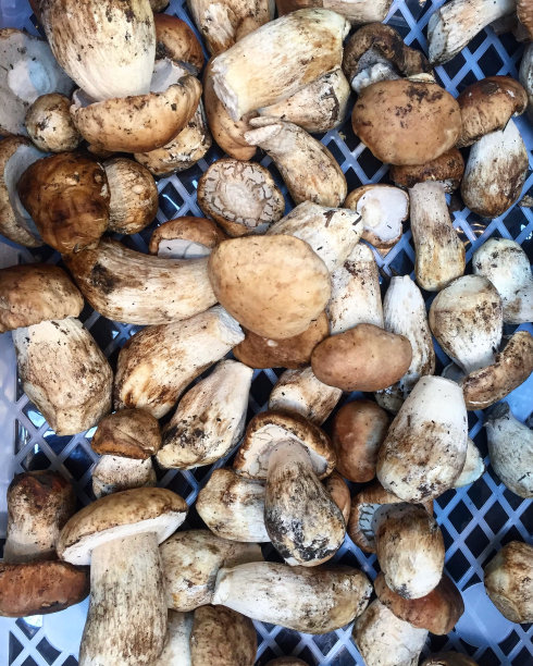 波尔奇尼蘑菇图片下载