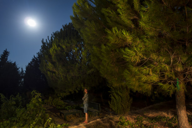 女人站在树下，夜空下有月亮图片下载