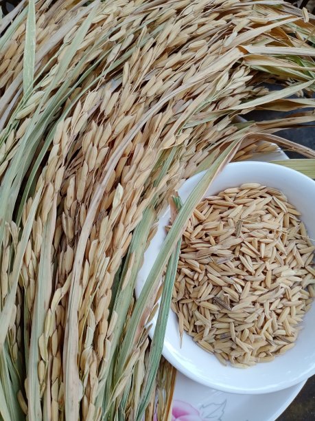 茉莉花大米图片下载