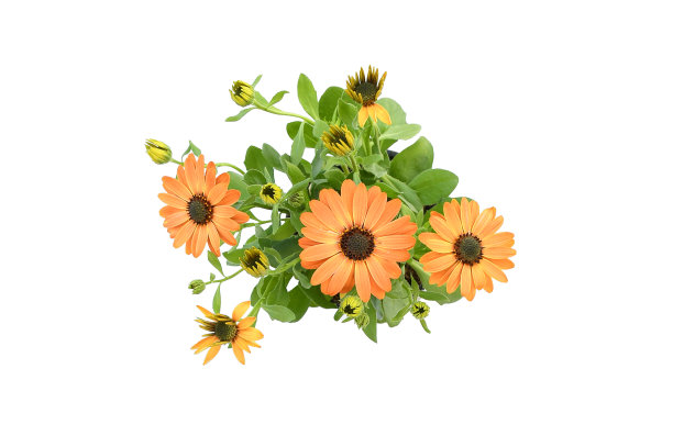 顶视图美丽的桔黄色牛角花盛开着绿色的叶子和树枝，在水泥罐上白色的背景孤立和修剪小路。图片下载