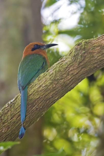 一种垂直的宽喙鹬，电子平喙鹬图片下载