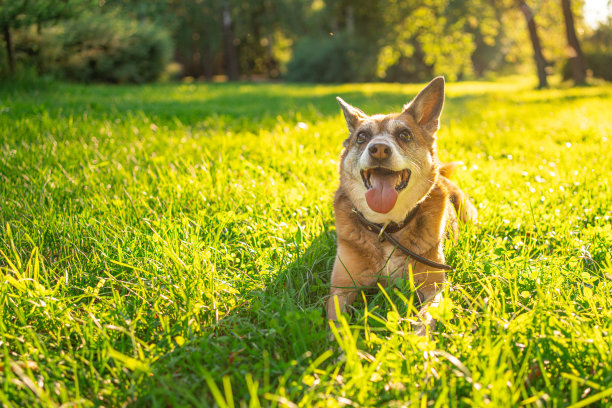可爱的肖像杂种狗坐在绿色的草地在阳光下。图片下载