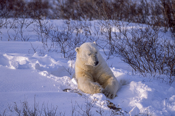 丘吉尔柳树林中的野生北极熊图片下载