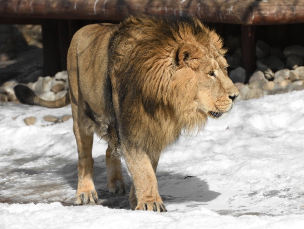 美丽而可怕的亚洲狮(Panthera leo persica)在冬天的雪地上行走图片下载