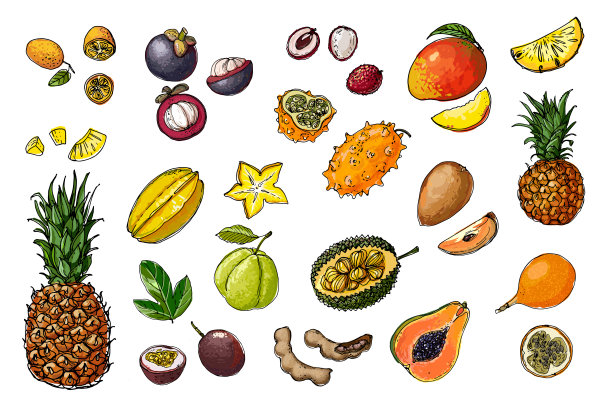 来自泰国的水果。食品线稿。金桔，杨桃，菠萝蜜，石榴，番石榴，塔玛琳，菠萝，榴莲。在白色背景上用线条画出的水果。图片下载