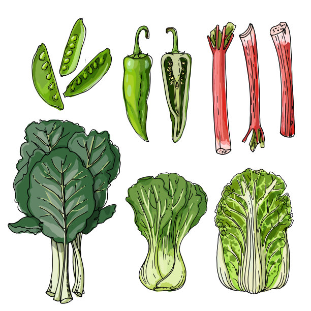 素描的食物。羽衣甘蓝，荷兰豆，大黄，阿纳海姆辣椒，白菜，白菜。香料矢量图。图片下载