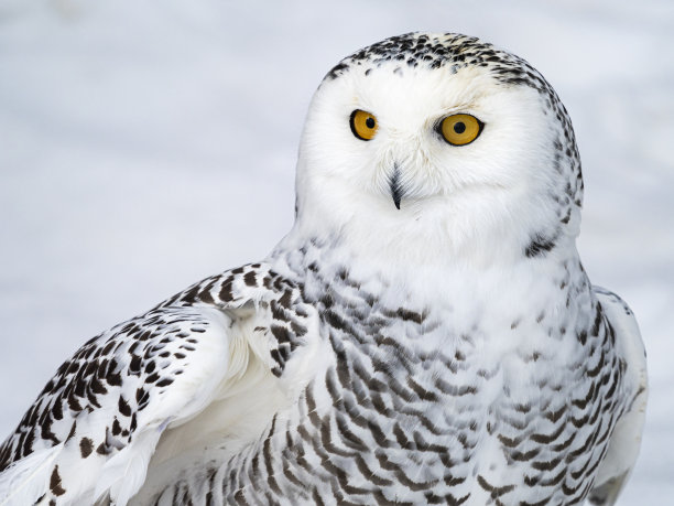 Nyctea scandiaca。雪景上的特写照片图片下载