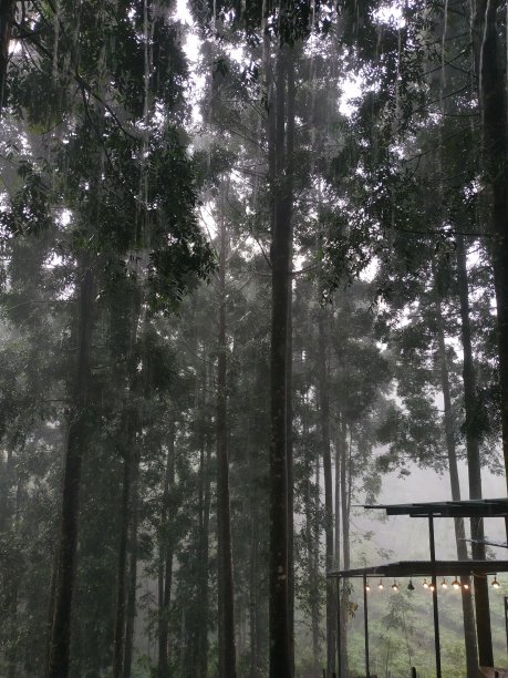 头条森林图片下载