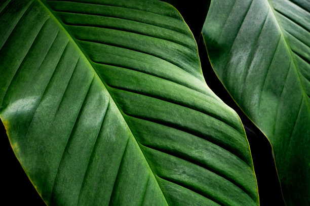 摘要绿叶纹理自然背景图片下载