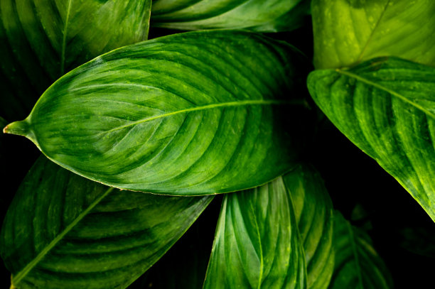 绿叶背景，热带叶图片下载