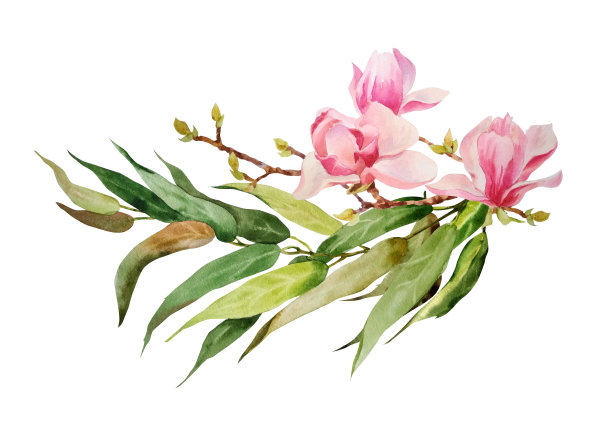 水彩画盛开的木兰枝与精致的粉红色的花和桉树枝。白玉兰和桉树叶被手绘在白色的背景上。春天。夏天。图片下载