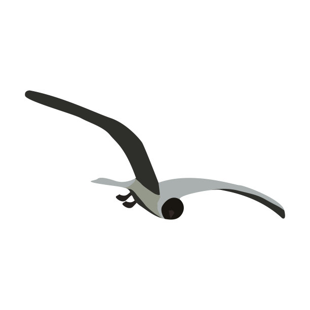 展开翅膀孤立在白色上的燕鸥图片下载