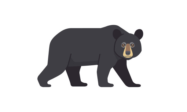 北美本土动物黑熊(Ursus americanus)行走在侧角视图，平面风格矢量插图孤立在白色背景图片下载