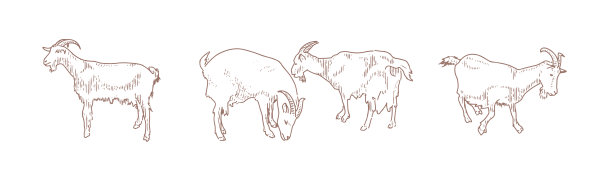 家养山羊素描风格图片下载