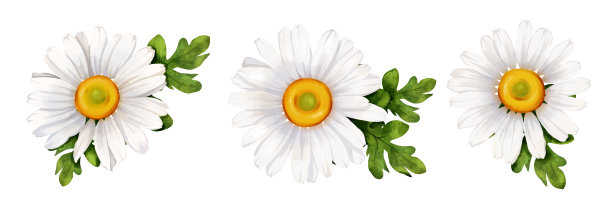 手绘雏菊。一套用于装饰卡片、织物、请柬等的夏季鲜花图片下载