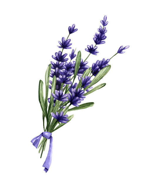一束用丝带系着的薰衣草花。精致的紫色花朵的水彩插图。图片下载