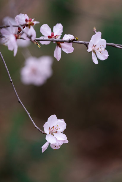 春天樱花盛开图片下载