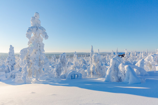 美丽的雪景冬天。雪覆盖着冷杉树作为背景。芬兰拉普兰图片下载