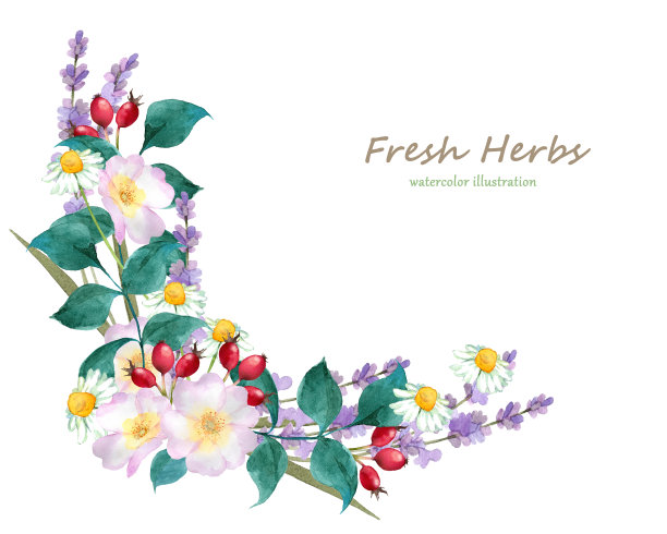 玫瑰果和香草装饰图片下载