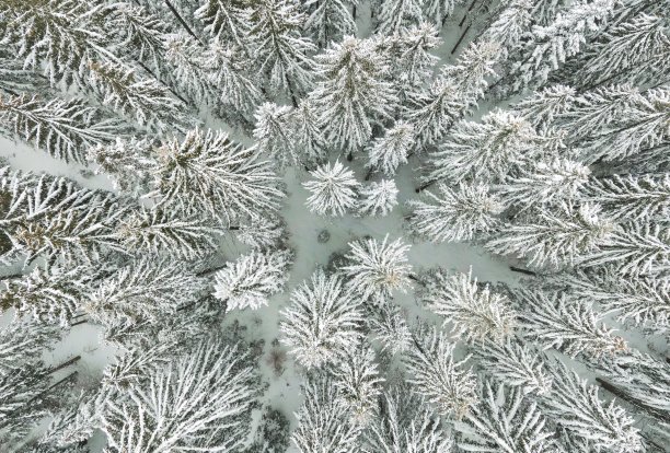 鸟瞰图一个冬天被雪覆盖的松林。冬季森林纹理。鸟瞰图。无人机拍摄的冬季景观。冰雪覆盖的森林。航拍，采用CPL滤波。图片下载