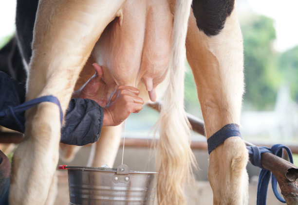 奶牛场正在挤牛奶。挤奶的牛图片下载