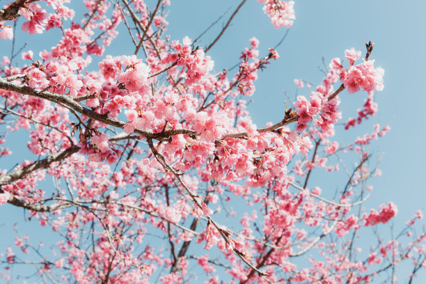 粉红色的樱花在春天盛开，樱花在蓝天的背景下盛开。美丽的樱花在春天盛开的自然背景。图片下载