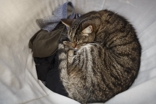 在洗衣篮里睡觉的虎斑猫图片下载