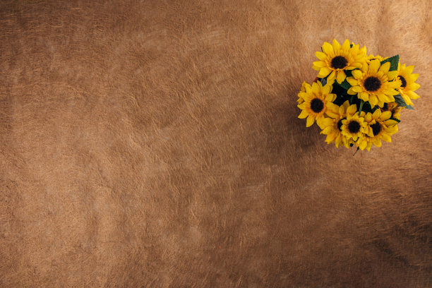棕色背景上的向日葵图片下载