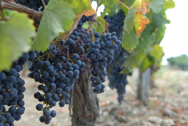 葡萄藤的形象图片下载