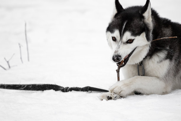 一只西伯利亚哈士奇躺在雪地里啃着一根树枝。家养的狗在玩棍子。遛宠物。冬天在街上和狗玩。高质量的照片图片下载