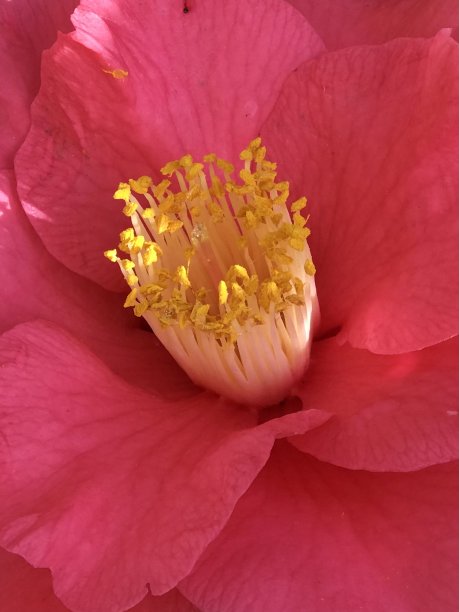 美丽卡图片下载