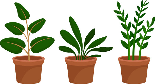 花盆中的花卉图片下载