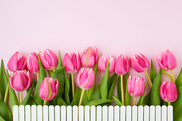 粉红色的篱笆上平躺着春天图片下载