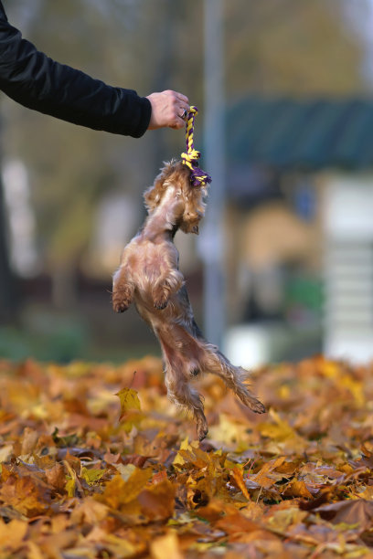 活跃的约克郡犬在户外玩耍，剪着小狗的头发，在掉落的枫叶上跳起来，一个男人手里拿着狗绳玩具图片下载