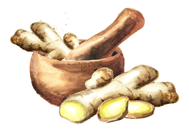 研钵和药用植物姜。水彩手绘插图，孤立的白色背景图片下载