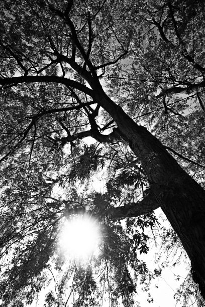 阳光穿过高大的树梢，黑白相间图片下载