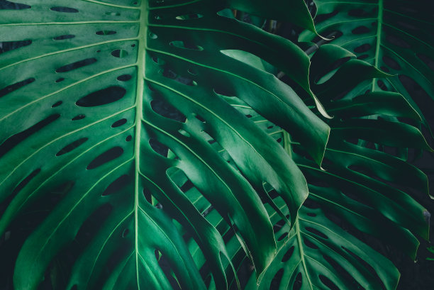 热带树叶，抽象的绿叶纹理，自然背景图片下载