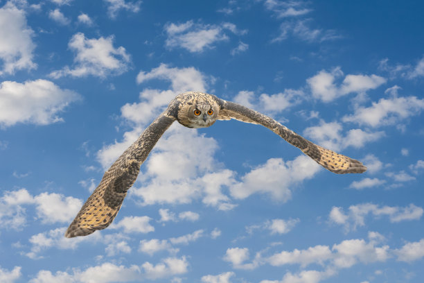 一只欧亚鹰鸮或鹰鸮。在蓝白色的天空中展翅飞翔。他在打猎时红眼睛盯着你。清新的色彩，云景，合成照片图片下载