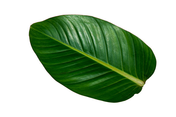 更美丽的热带风情叶，孤立叶背景。图片下载