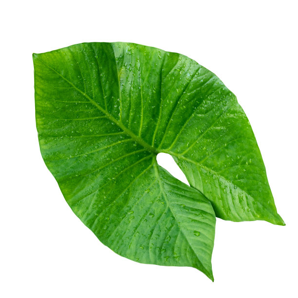 更美丽的热带风情叶，孤立叶背景。图片下载