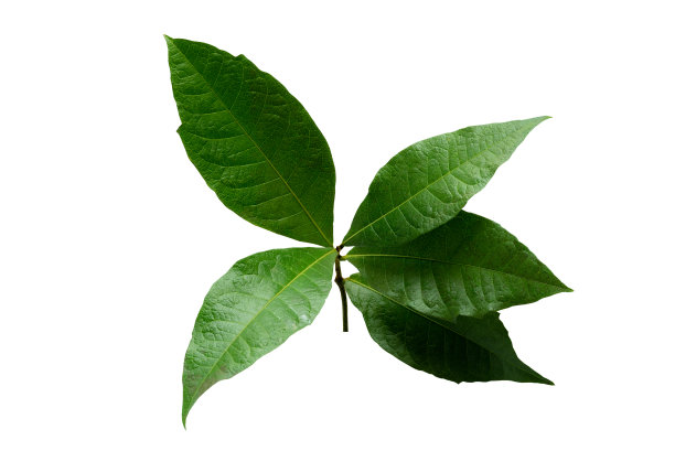 更美丽的热带风情叶，孤立叶背景。图片下载