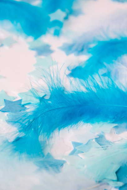 白色和蓝色。鸟对羽毛的选择性聚焦。关闭了。背景。为文本复制空间。女性，轻轻盈的羽毛纹理在柔和的颜色图片下载