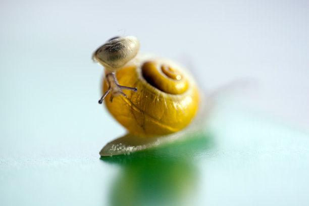 花园蜗牛成年和婴儿在它的背上。大蜗牛正在照顾小蜗牛。图片下载