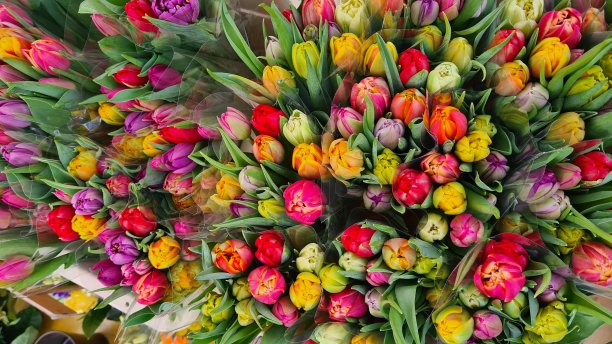 郁金香美丽多彩的郁金香花图片下载