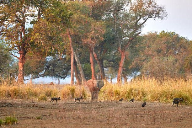 大象和一群野狗图片下载