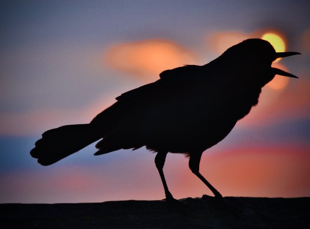落日在鸣叫的鸟儿身上消逝图片下载