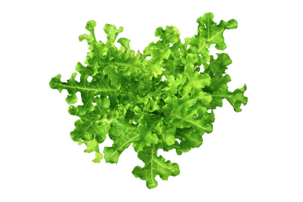 绿橡莴苣，沙拉健康菜，白色背景孤立图片下载