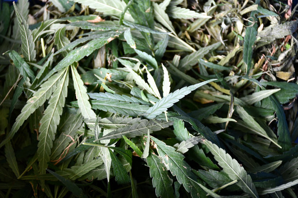 干大麻或大麻叶的背景，CBD茶的概念，草药和医学。图片下载