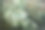 干大麻或大麻叶的背景，CBD茶的概念，草药和医学。图片下载