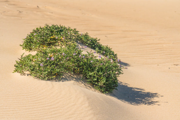 沙滩上长满了野花。海火箭鲜花盛开。海火箭是一种多肉植物——一种生长低矮的植物，通常在近海或海洋附近发现。图片下载